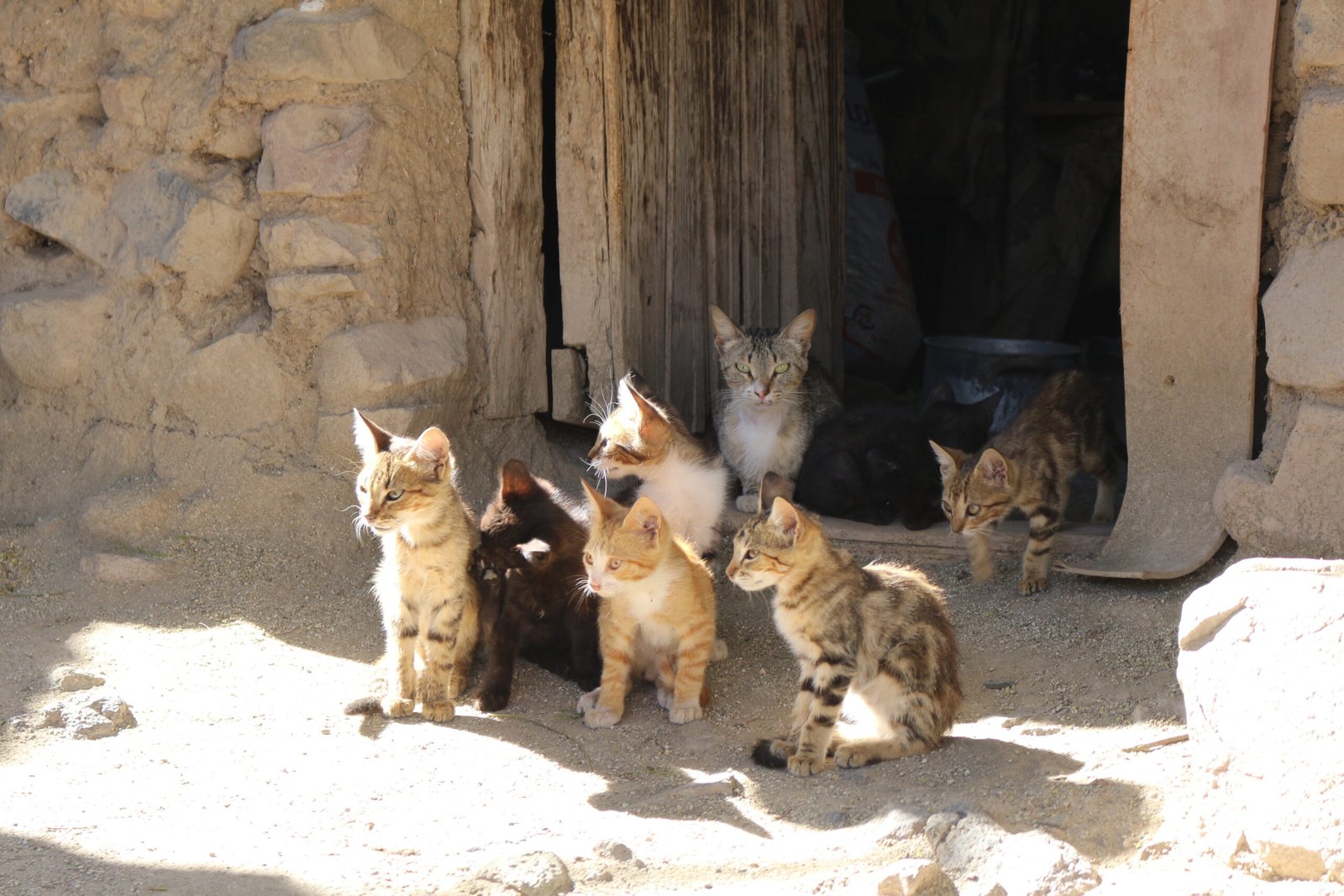 Explorando las Raíces Culturales de Chile con Currichilongo